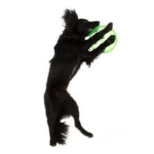 Флайбит фризби за кучета